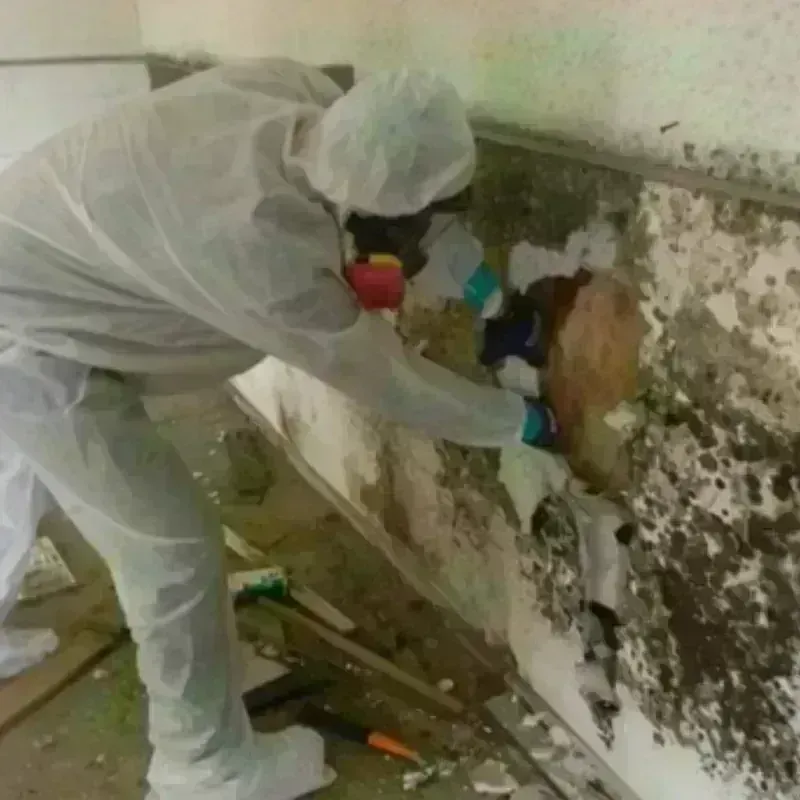 Mold Remediation and Removal in Beaverhead County, MT